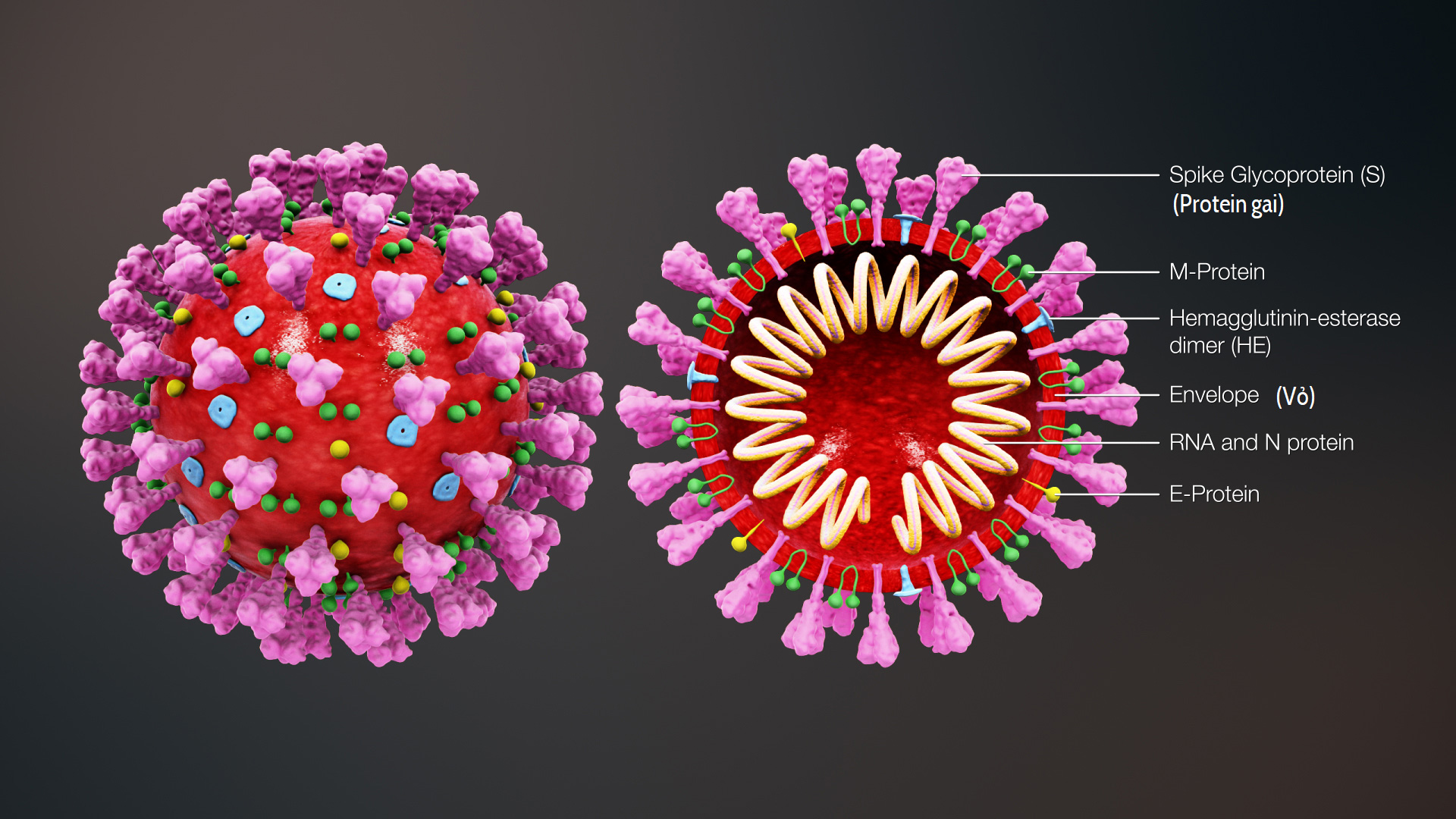 COVID-19: Đột phá trong vẽ bản đồ 3D virus Corona chủng mới